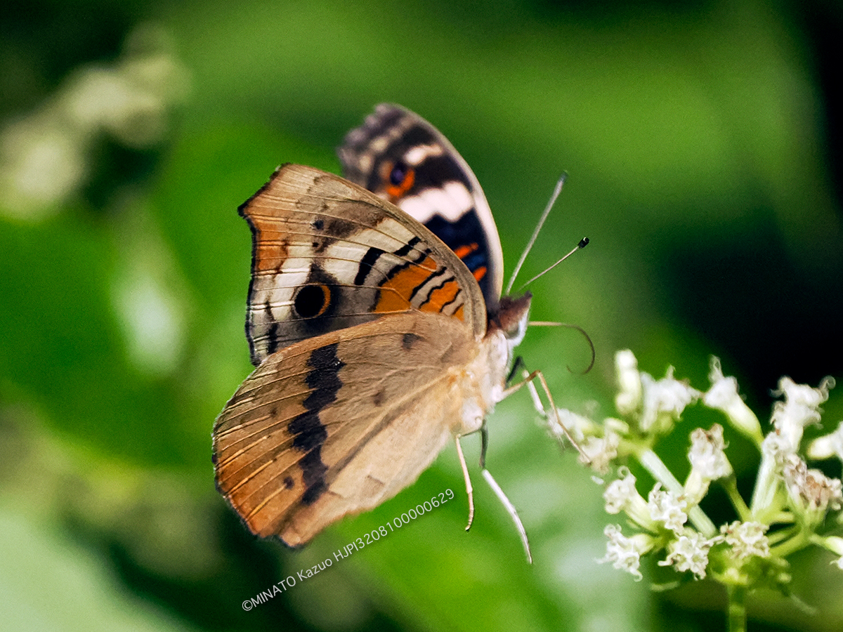 アオタテハモドキ雌 アオタテハモドキ雌
