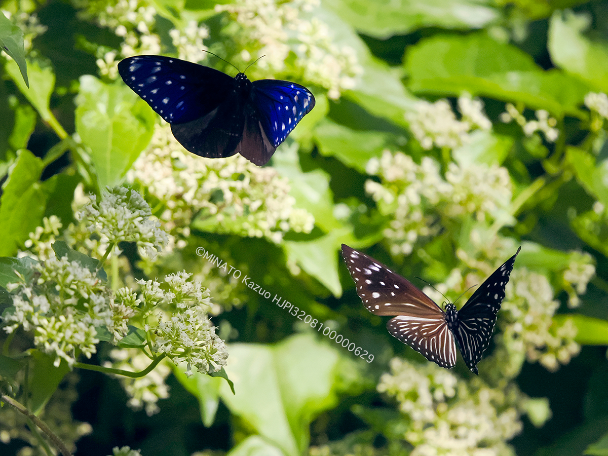 ツマムラサキマダラ雌雄 ツマムラサキマダラ雌雄