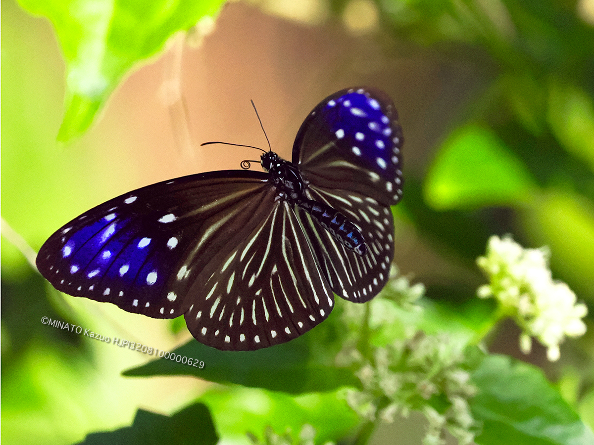 ツマムラサキマダラ雌 ツマムラサキマダラ雌