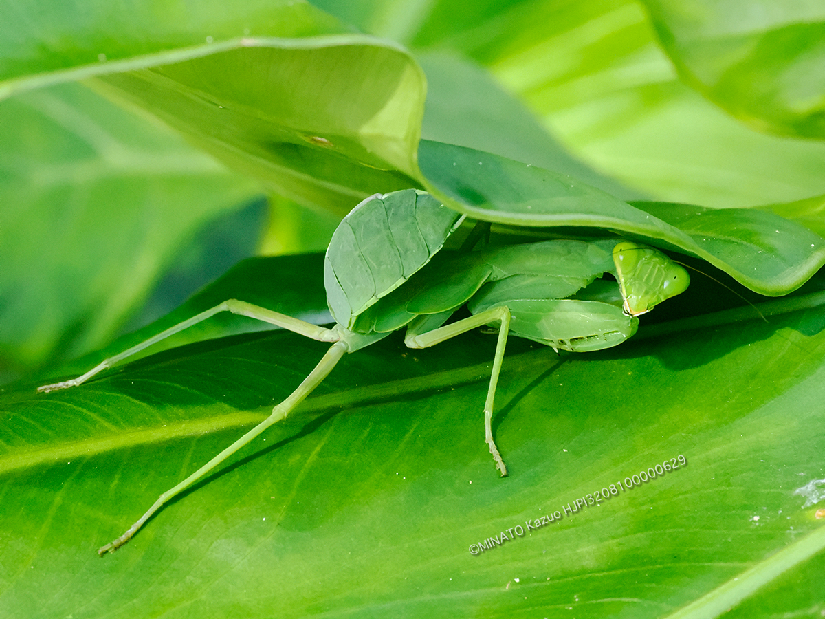 ハラビロカマキリ幼虫 ハラビロカマキリ幼虫