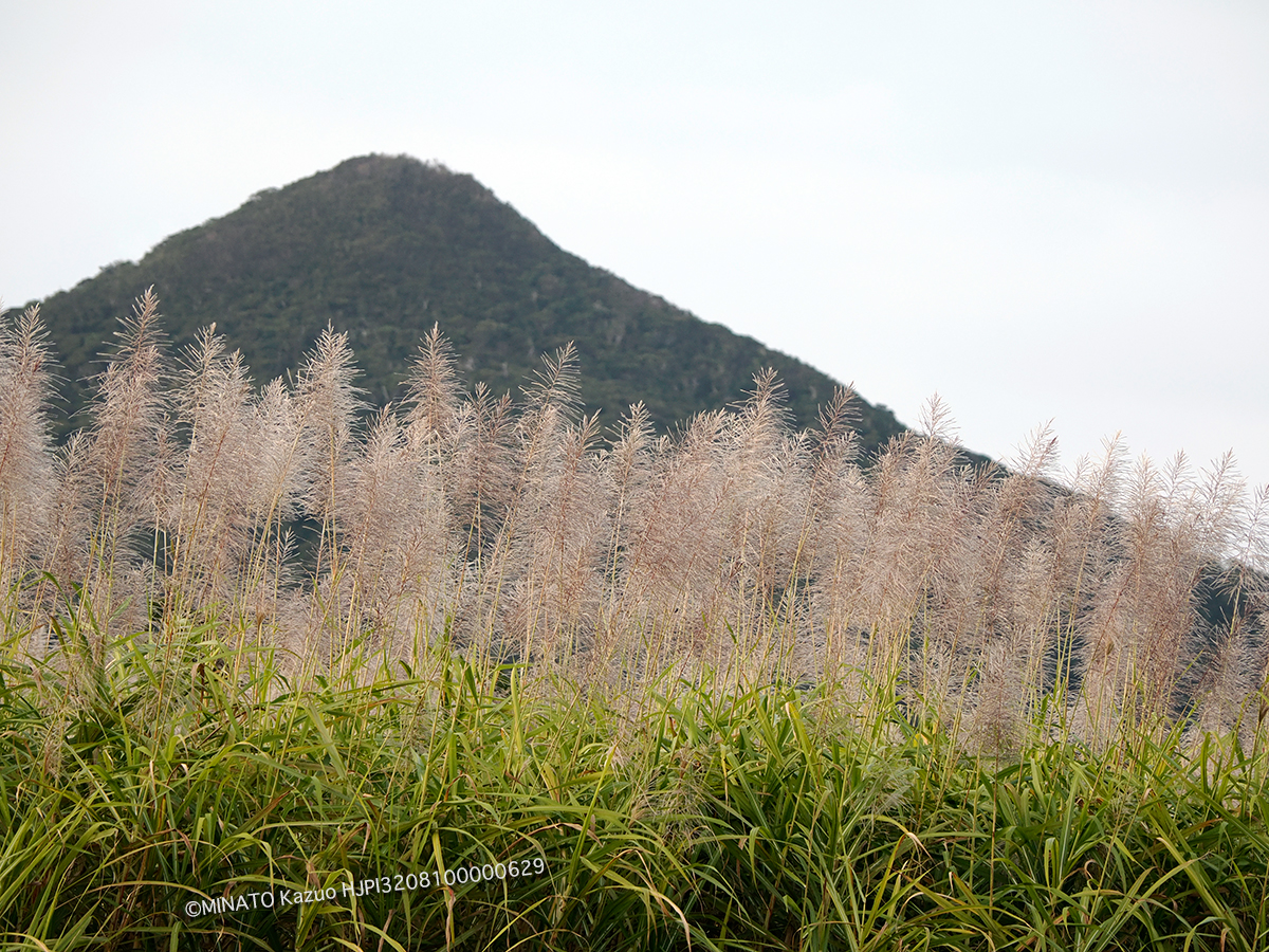 サトウキビ花帆 サトウキビ花帆