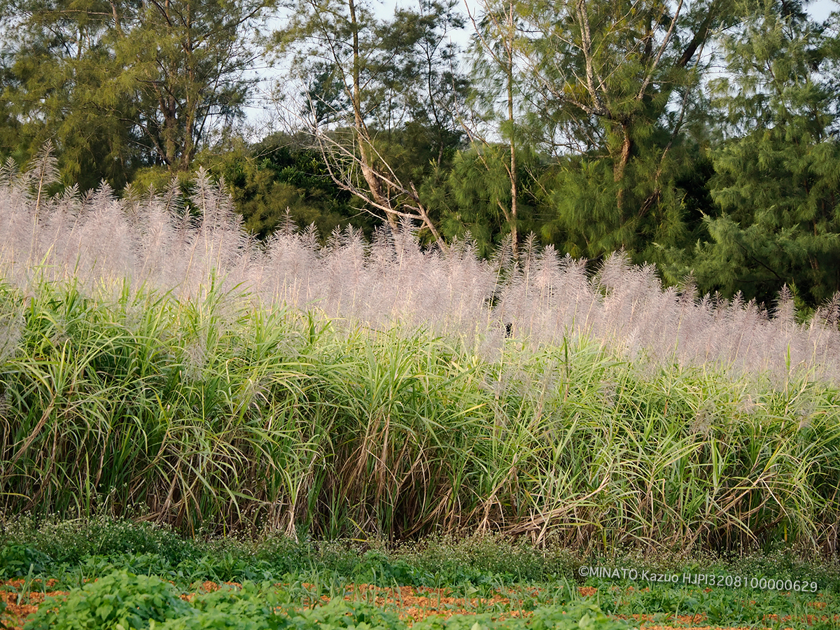 サトウキビ花帆 サトウキビ花帆