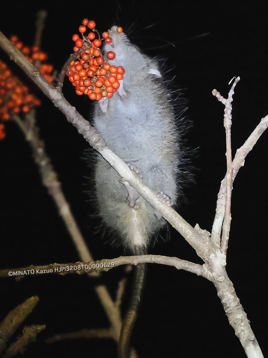 ケナガネズミ ケナガネズミ