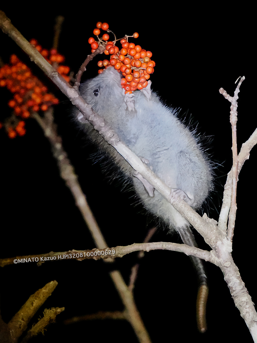 ケナガネズミ ケナガネズミ