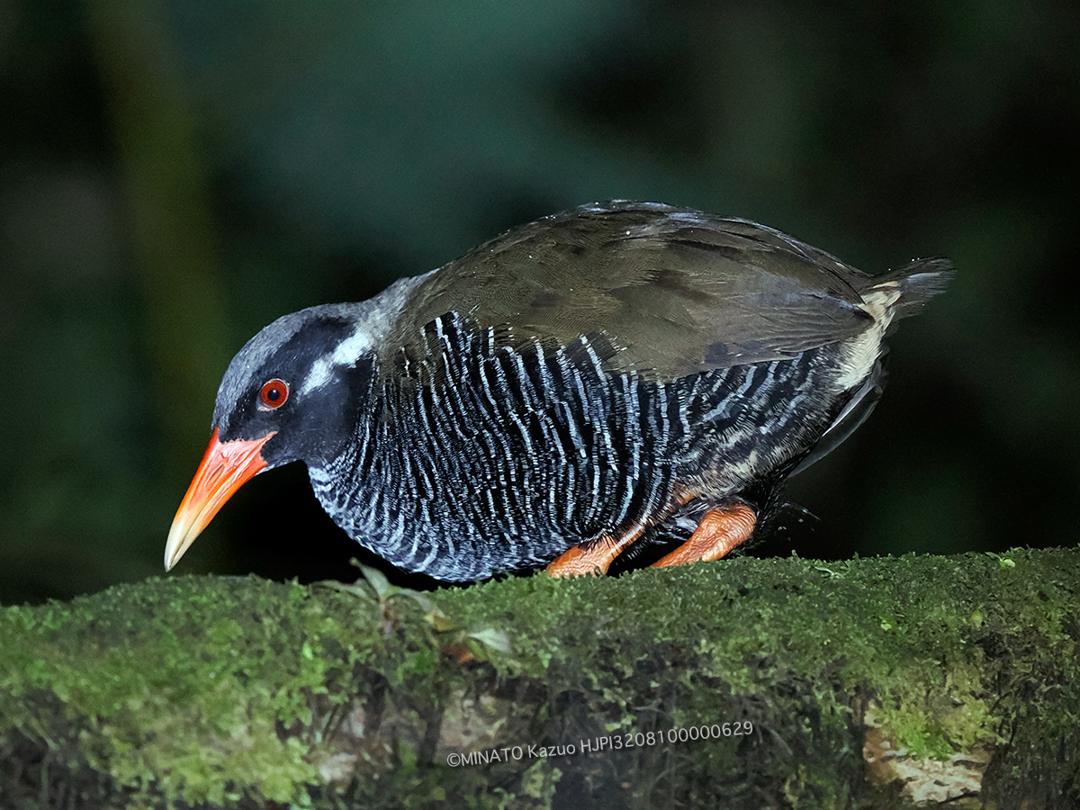 ヤンバルクイナ ヤンバルクイナ
