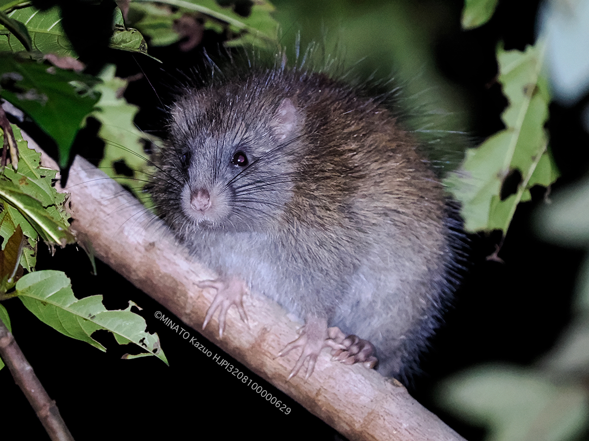 ケナガネズミ ケナガネズミ