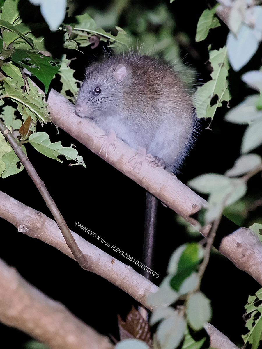 ケナガネズミ ケナガネズミ