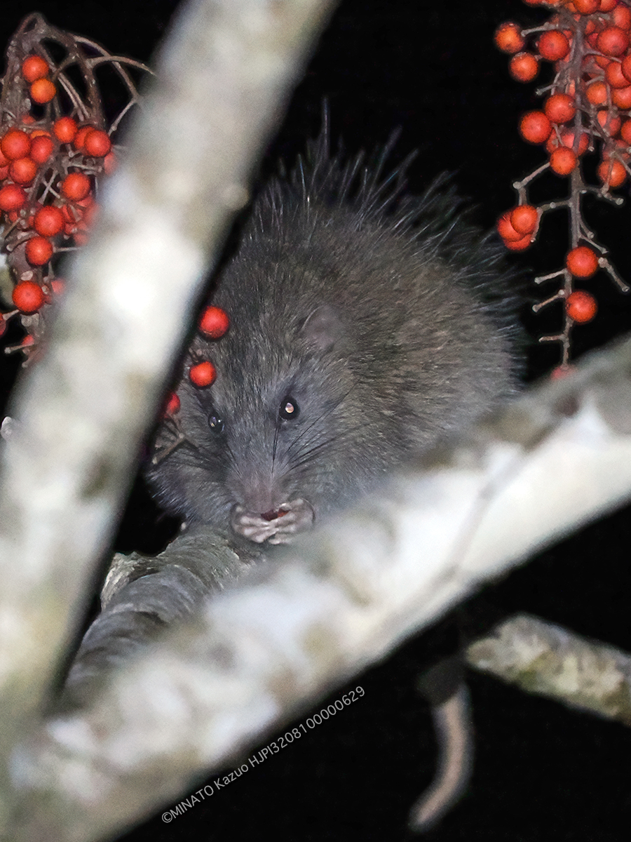 ケナガネズミ ケナガネズミ