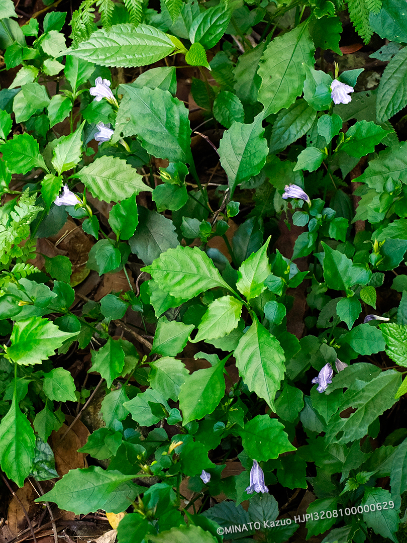 セイタカスズムシソウ