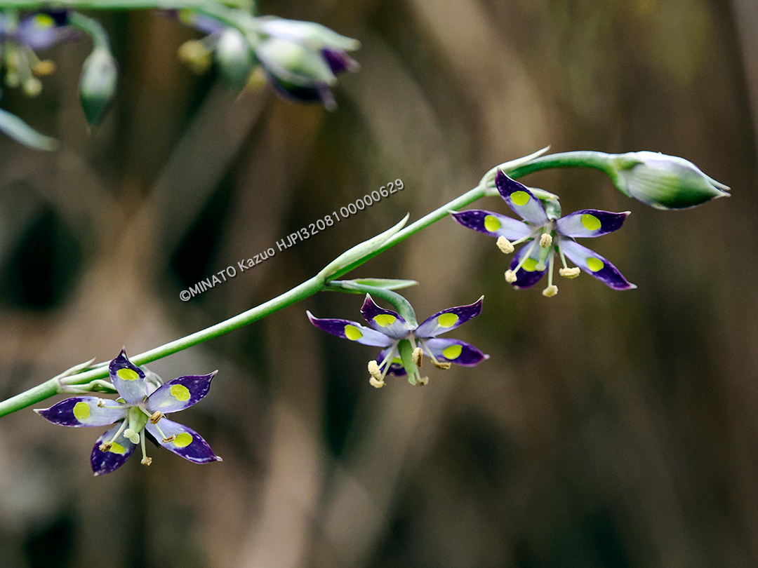 ヘツカリンドウ