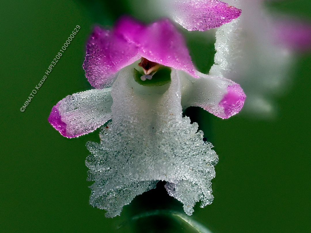 ナンゴクネジバナ
