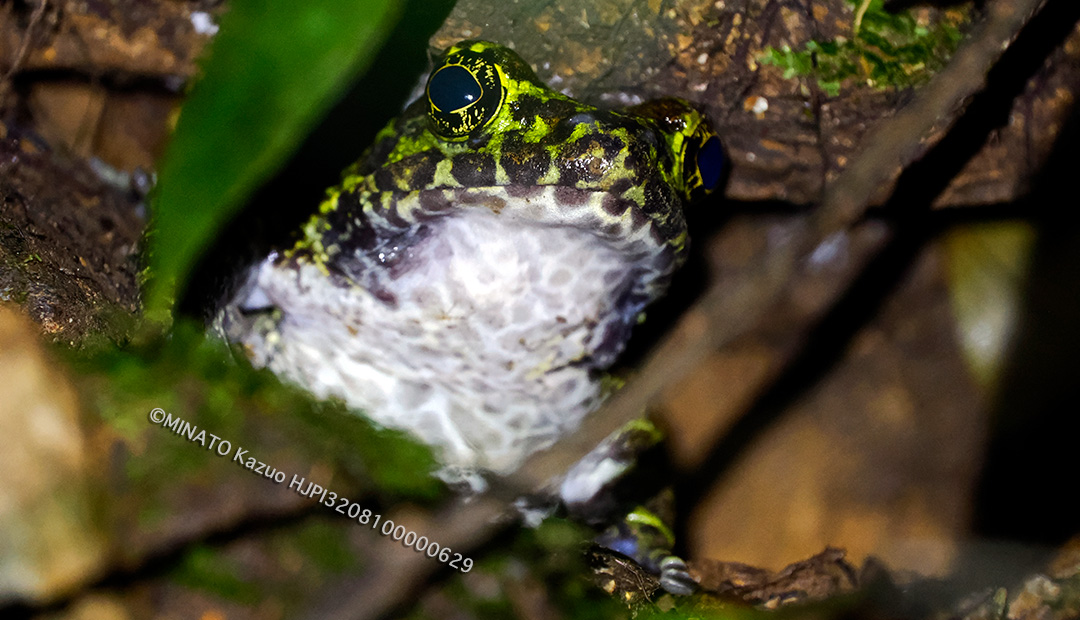オキナワイシカワガエル