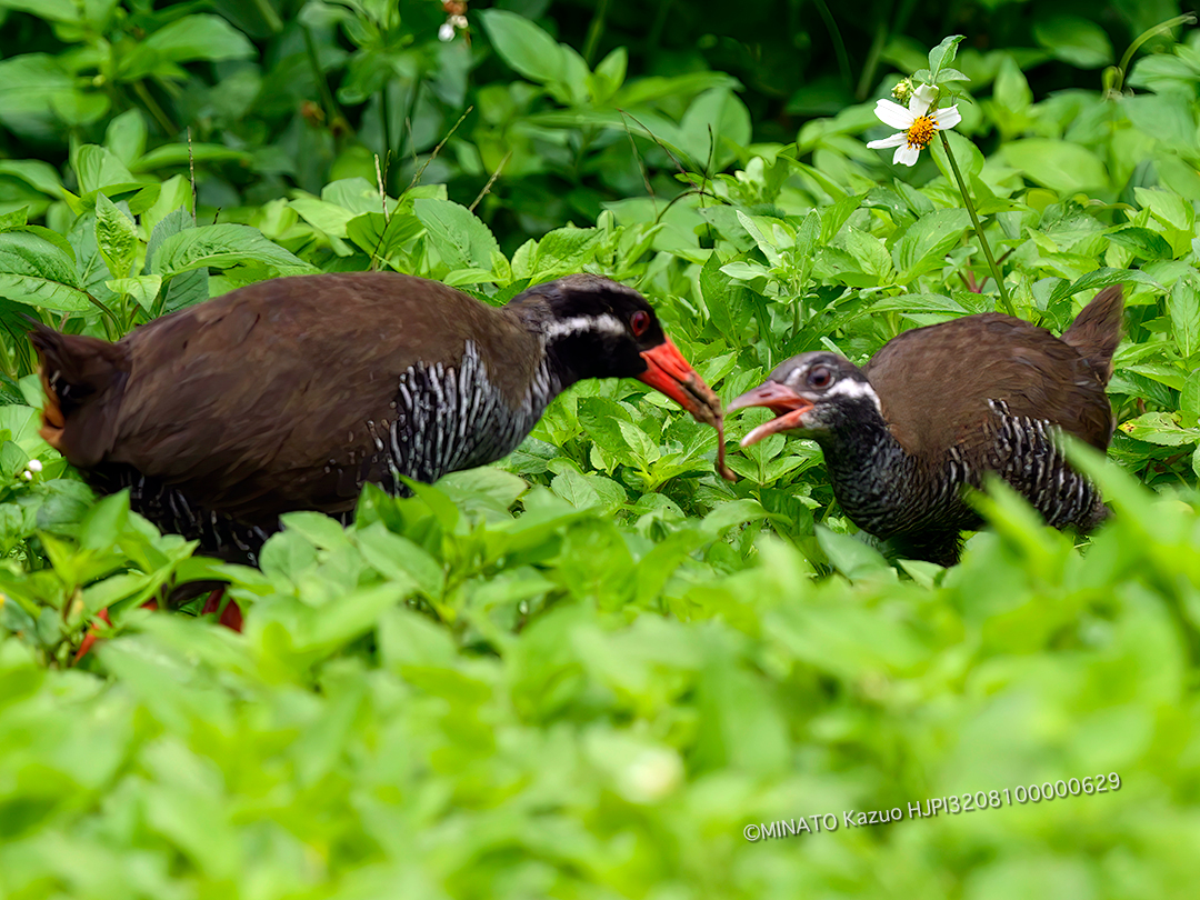 ヤンバルクイナ