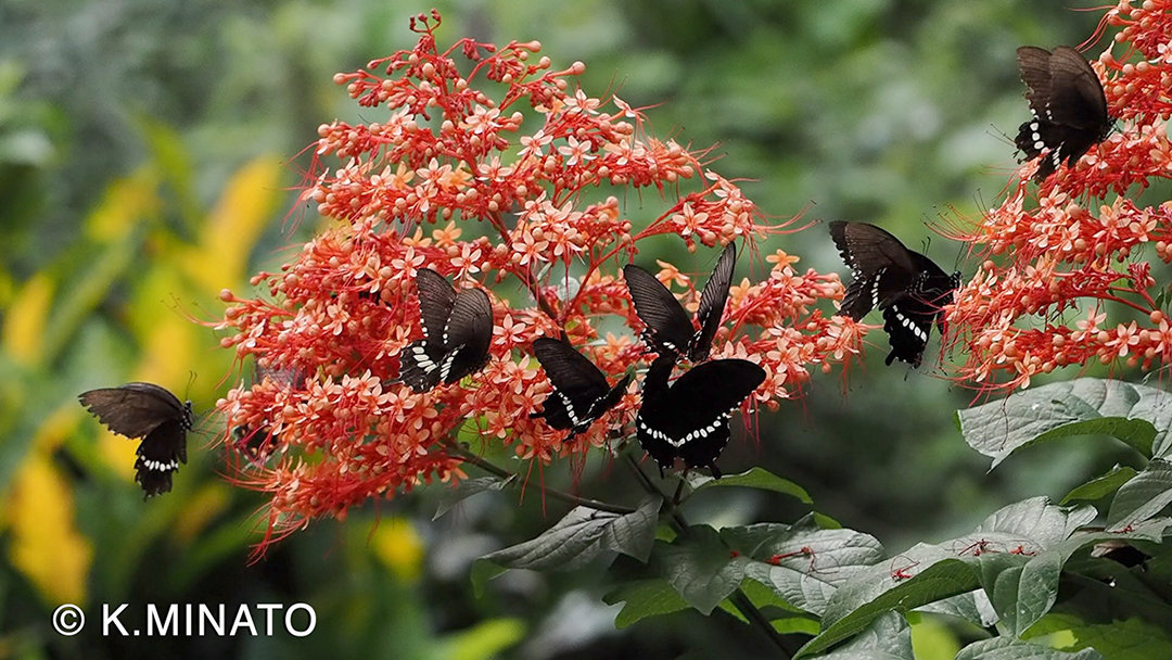 シロオビアゲハ