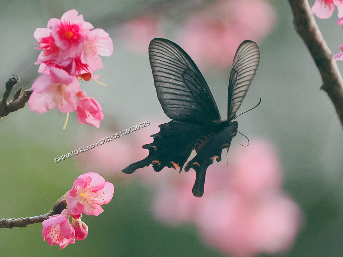 ジャコウアゲハ