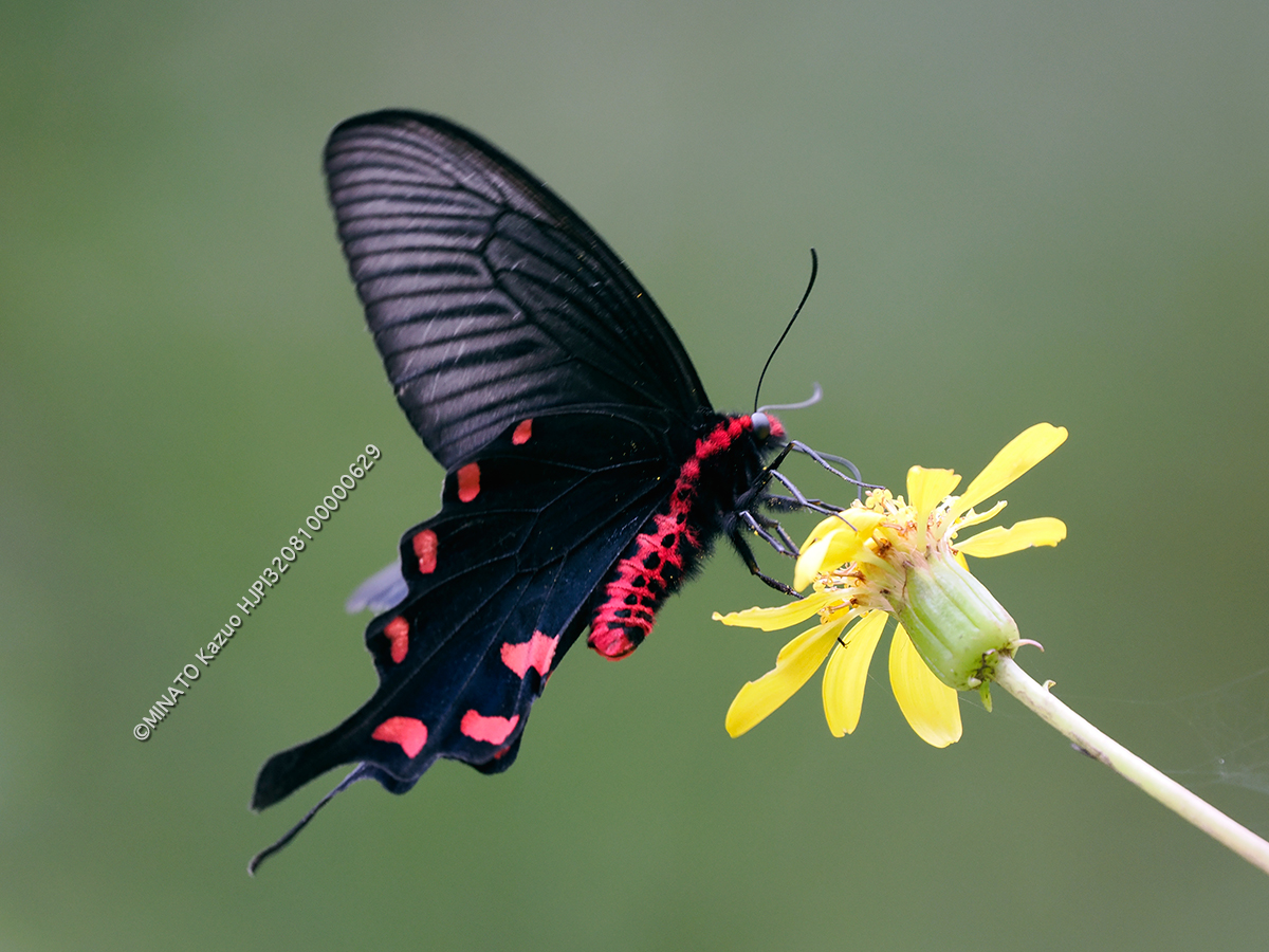 ジャコウアゲハ