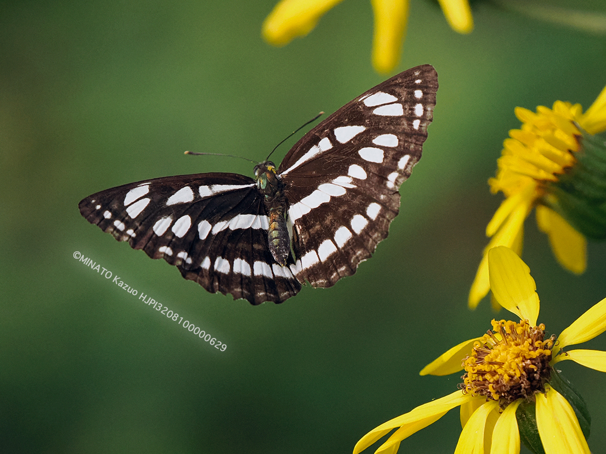 リュウキュウミスジ