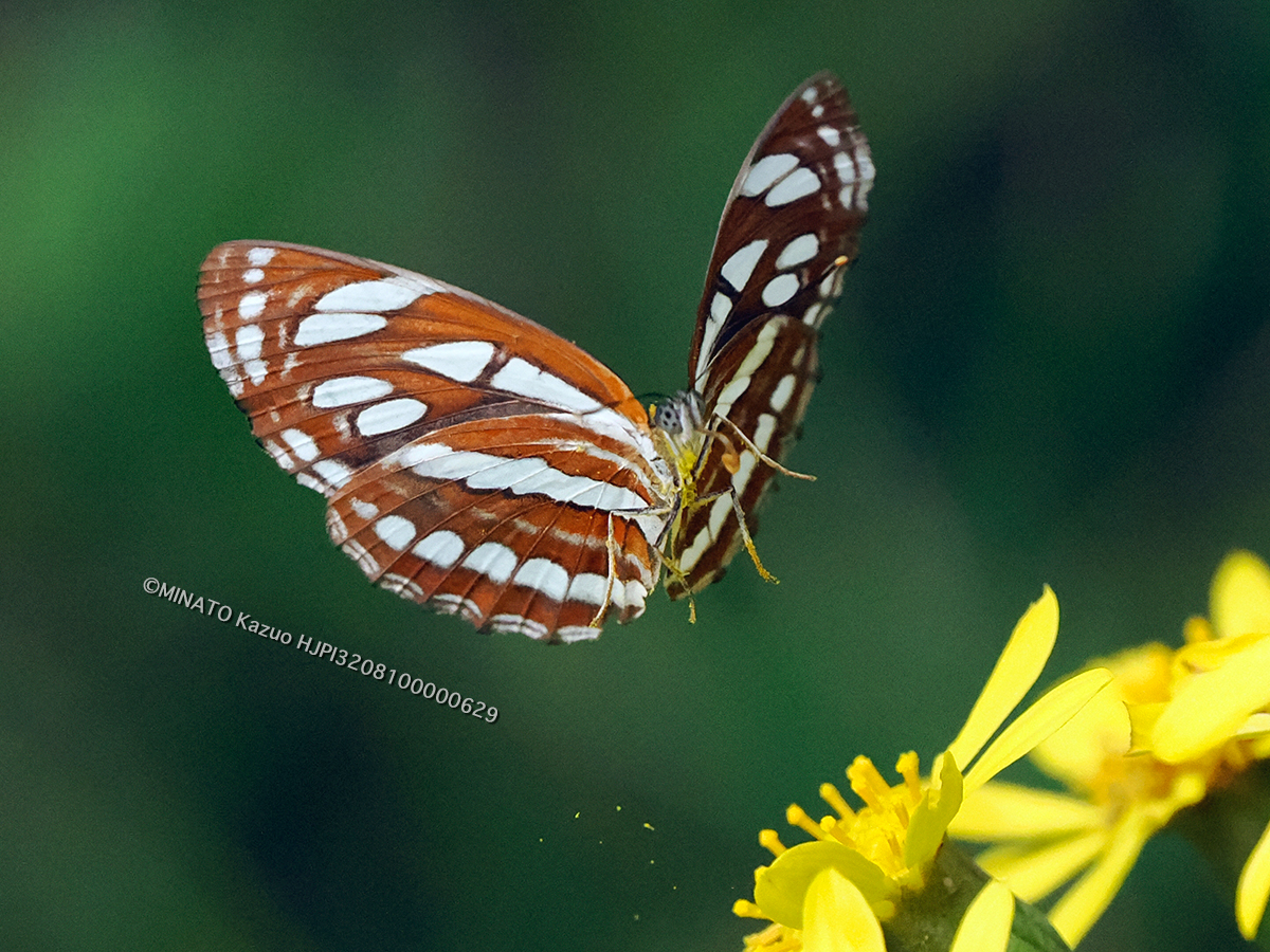 リュウキュウミスジ