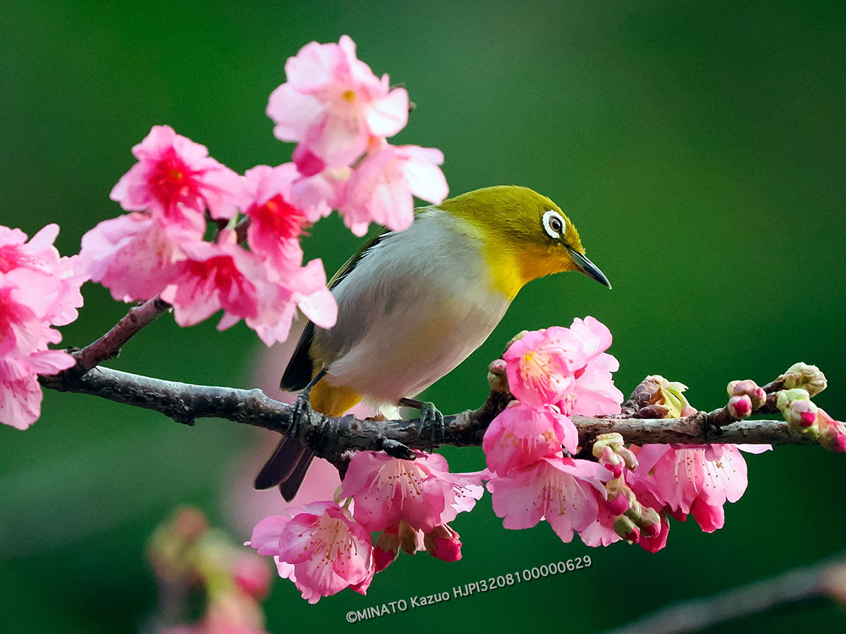 リュウキュウメジロ