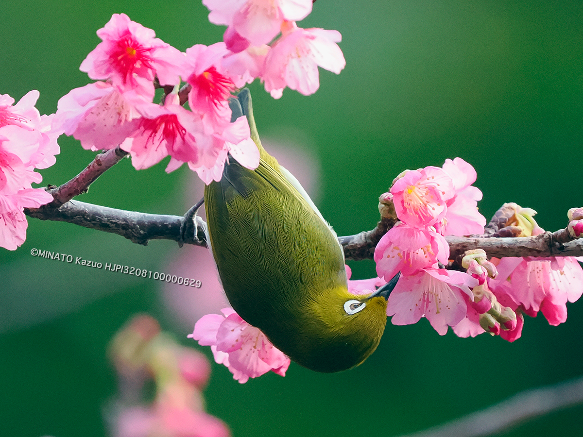 リュウキュウメジロ