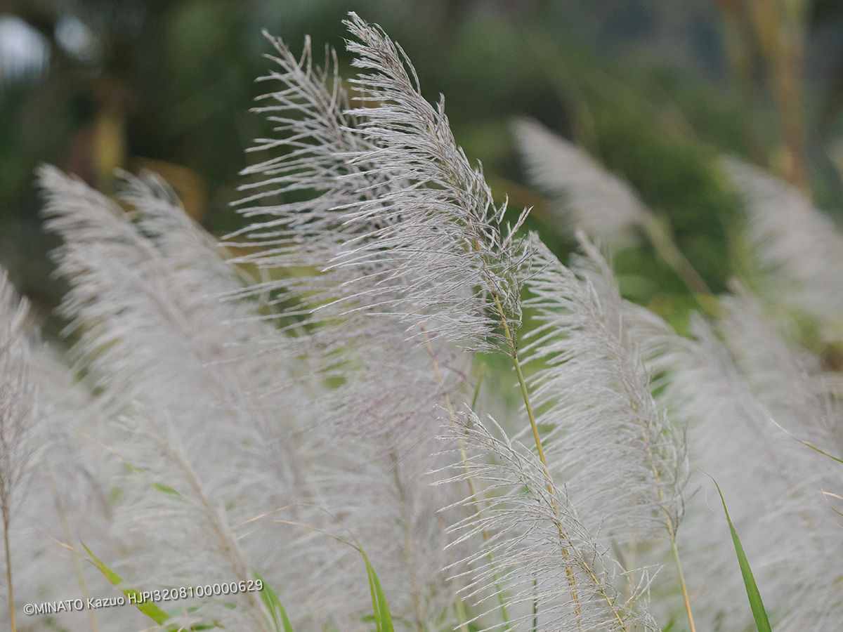 サトウキビ花穂