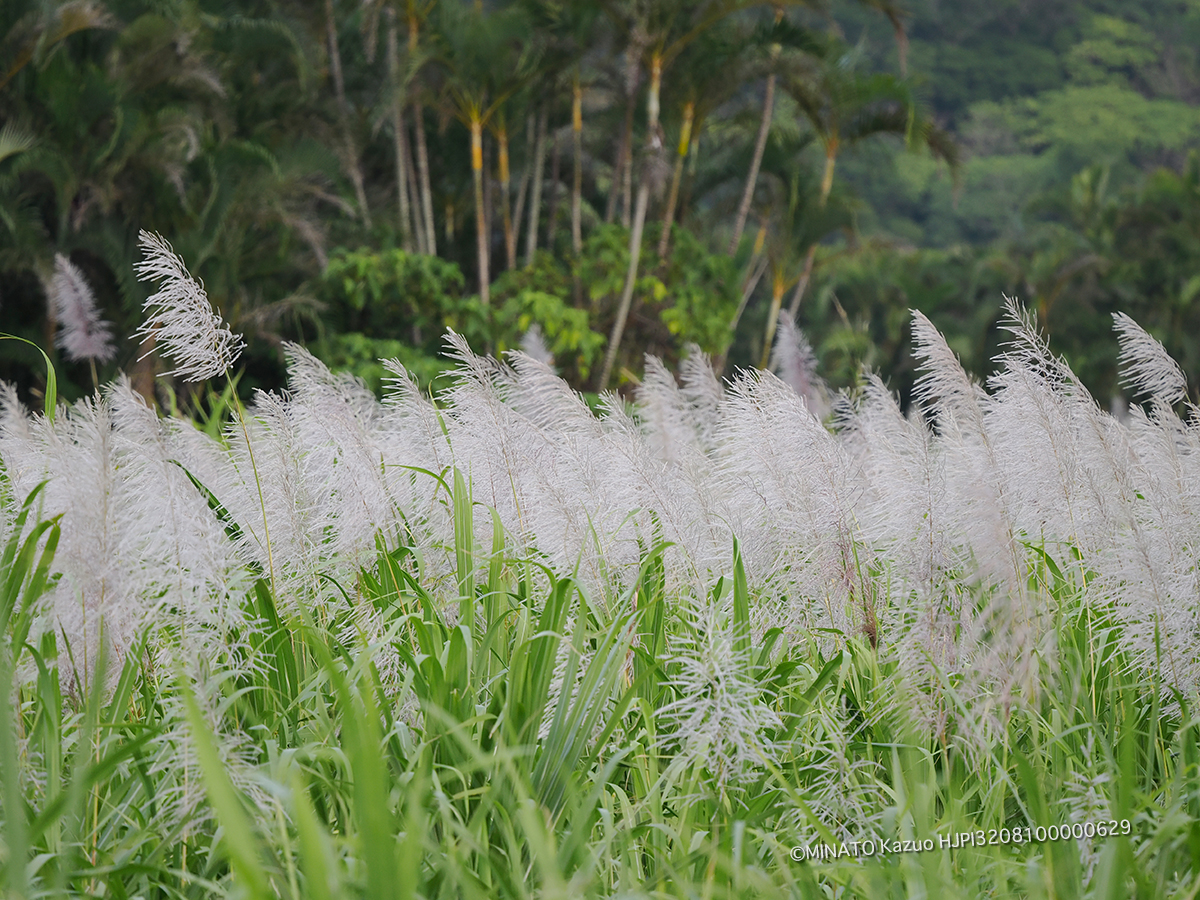 サトウキビ花穂