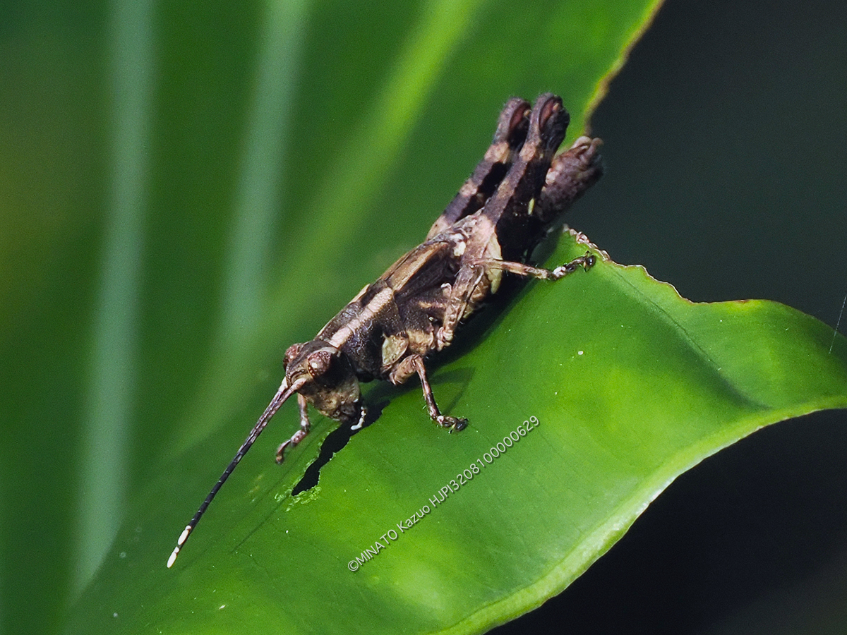 オキナワモリバッタ
