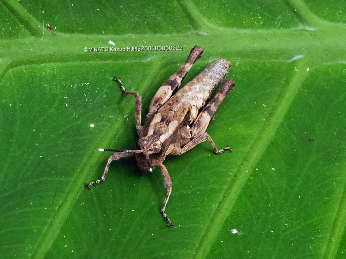 オキナワモリバッタ