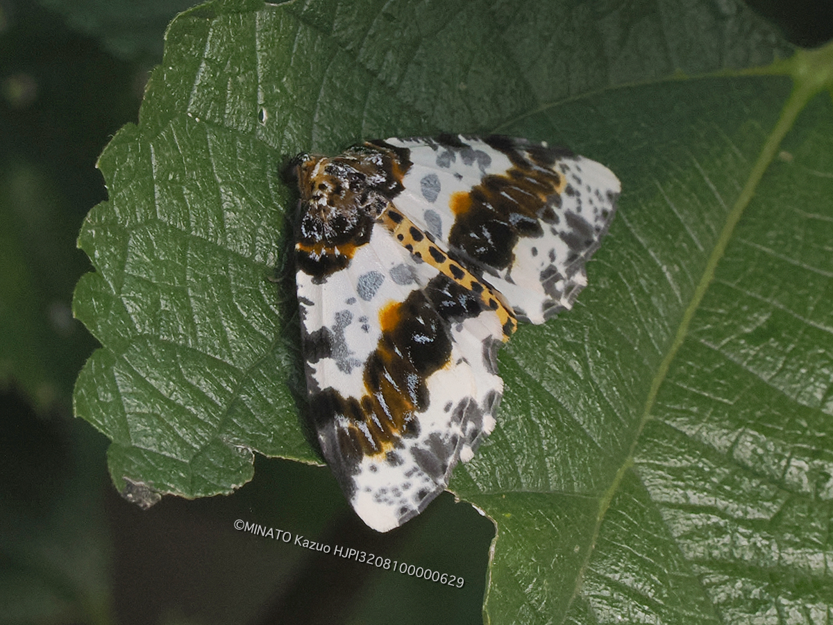 ユウマダラエダシャク