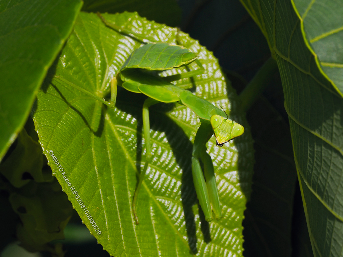 ハラビロカマキリ幼虫