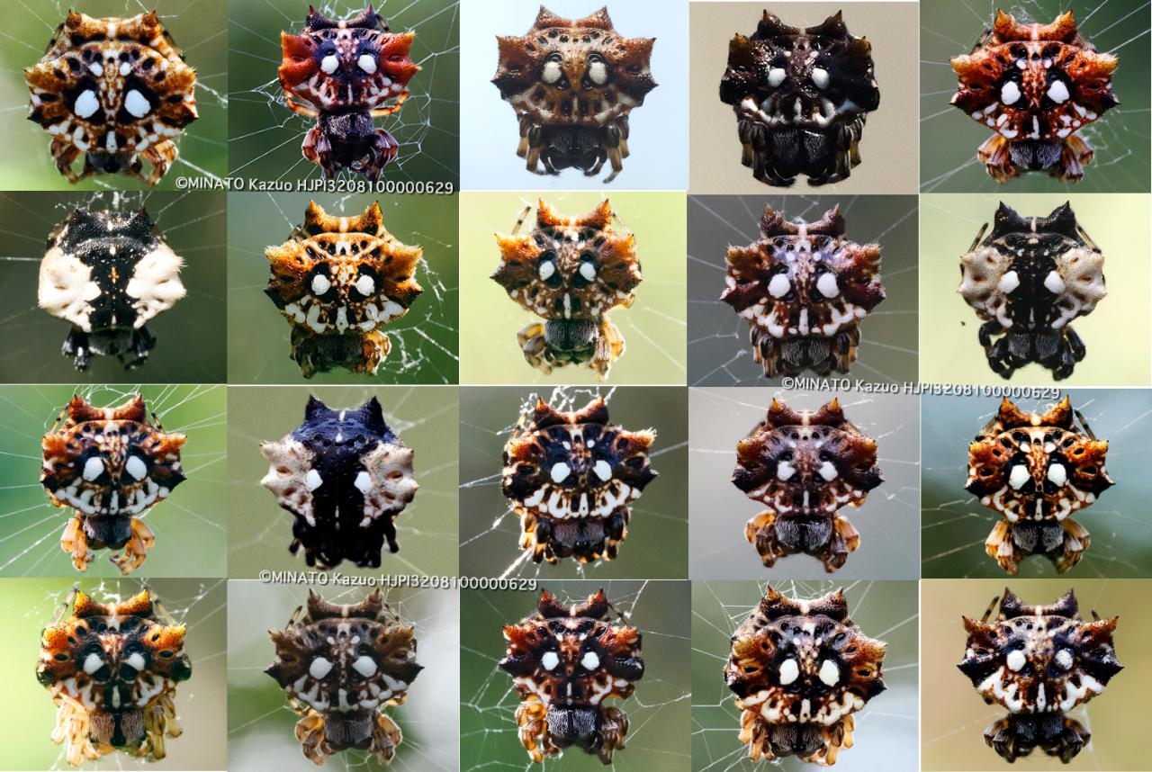 チブサトゲグモ