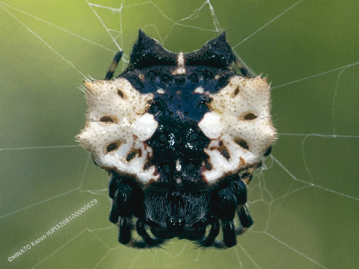 チブサトゲグモ