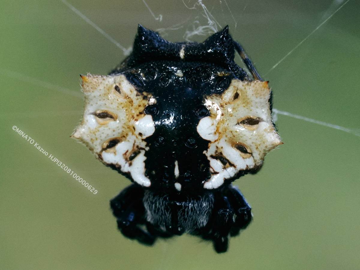 チブサトゲグモ