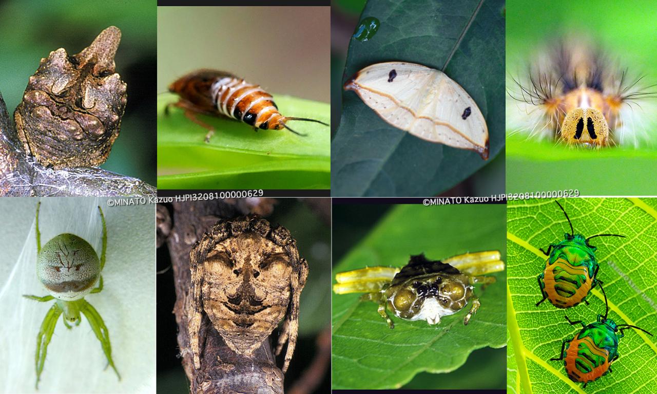 フェースハンティング