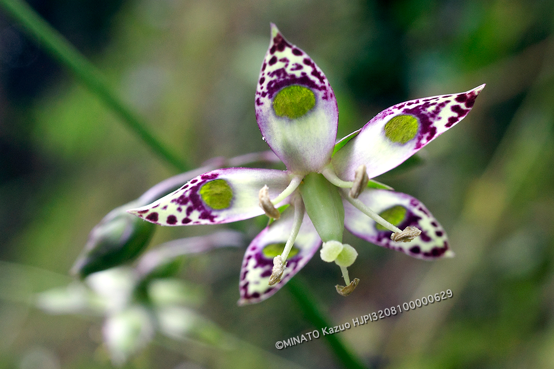 ヘツカリンドウ