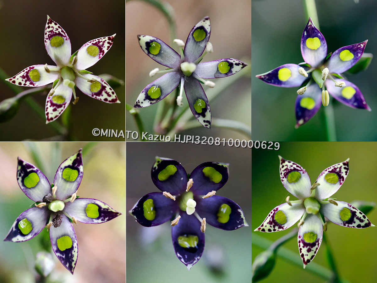 ヘツカリンドウ