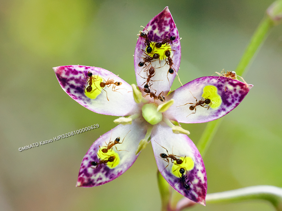 ヘツカリンドウ