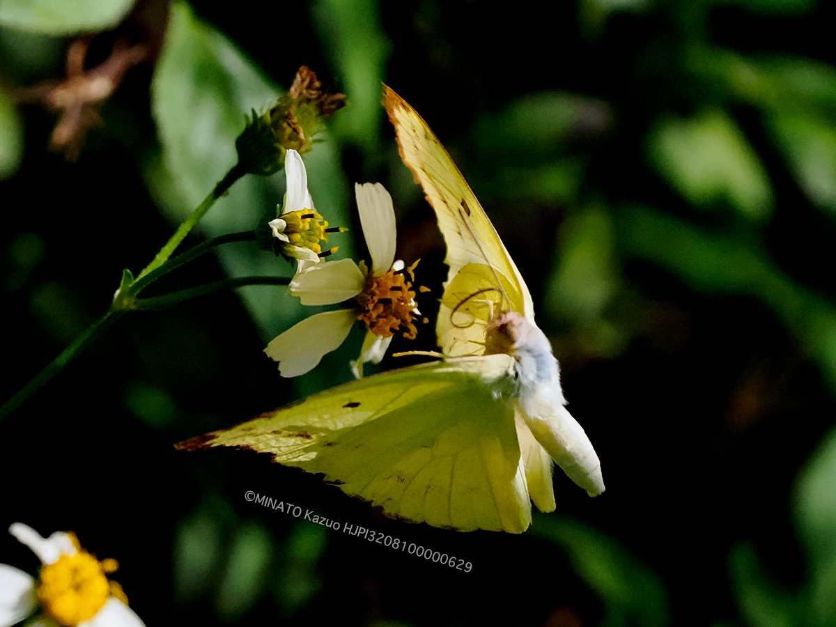 ウスキシロチョウ銀紋型