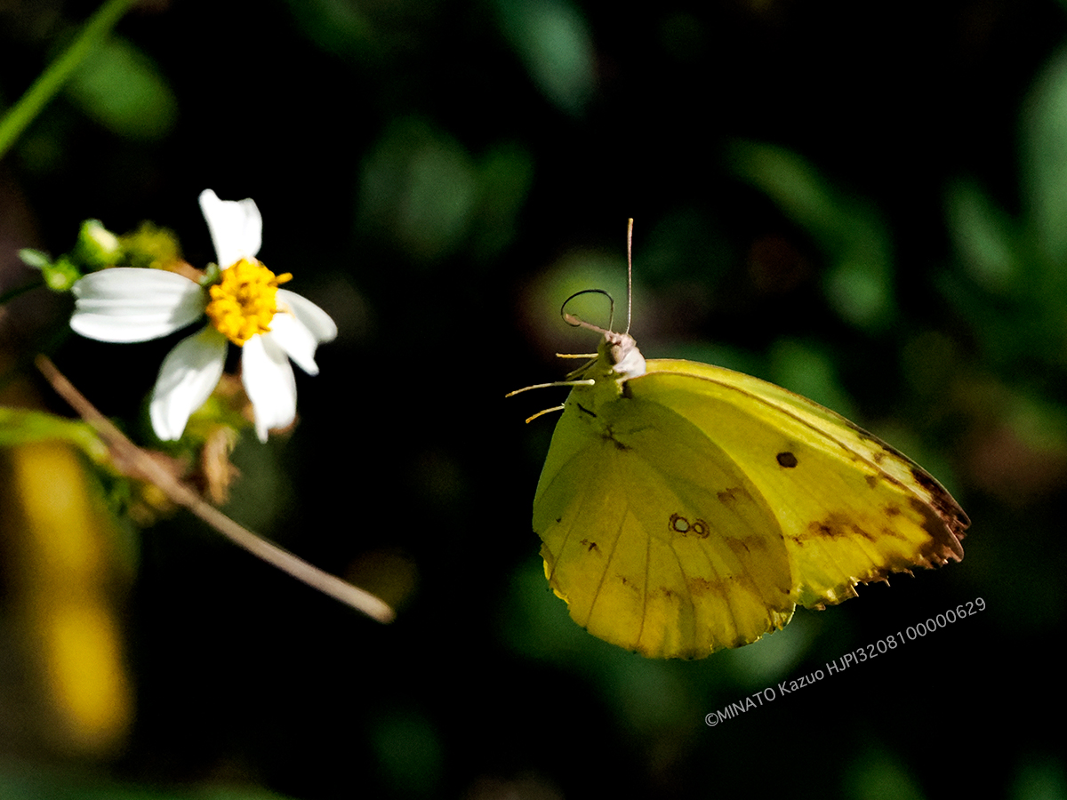 ウスキシロチョウ銀紋型
