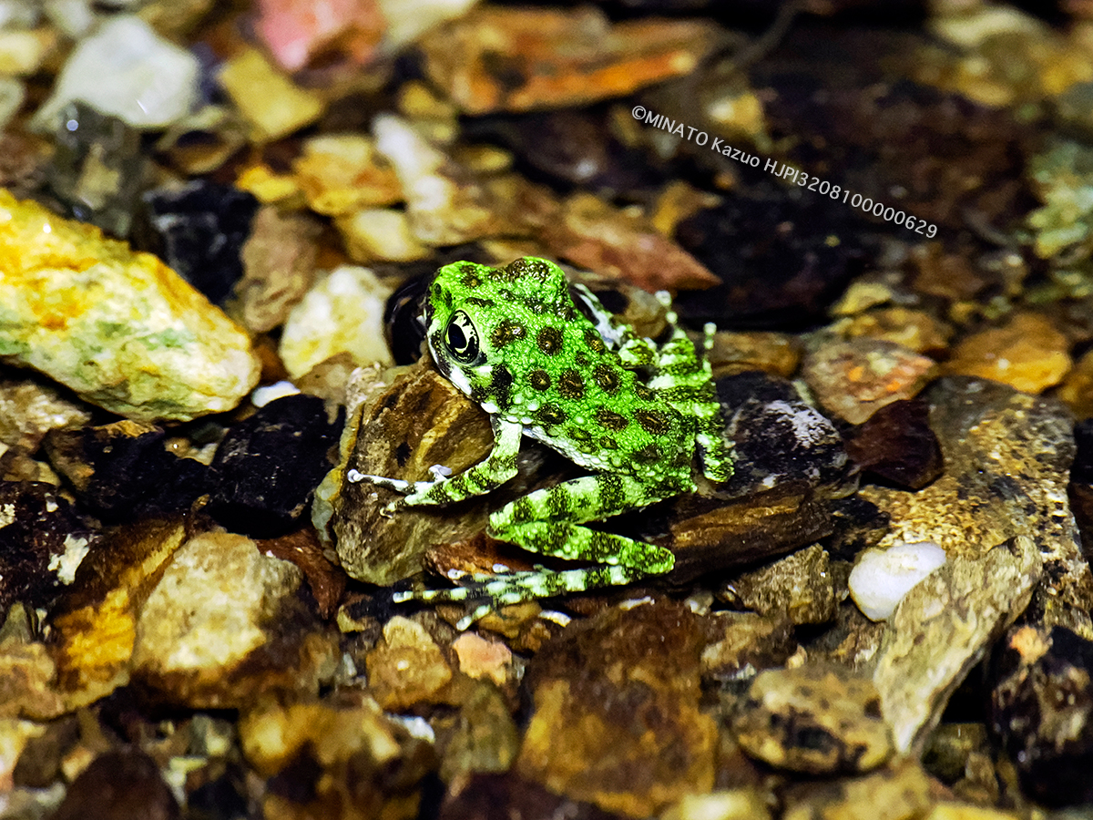 オキナワイシカワガエル幼体