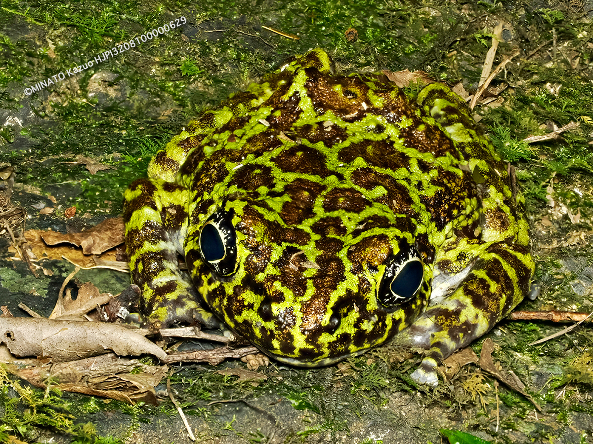 オキナワイシカワガエル成体