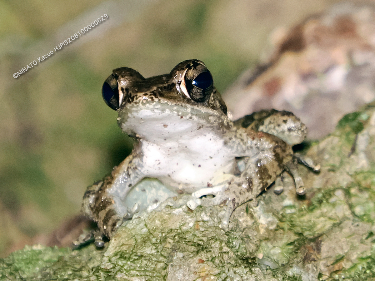 ハナサキガエル