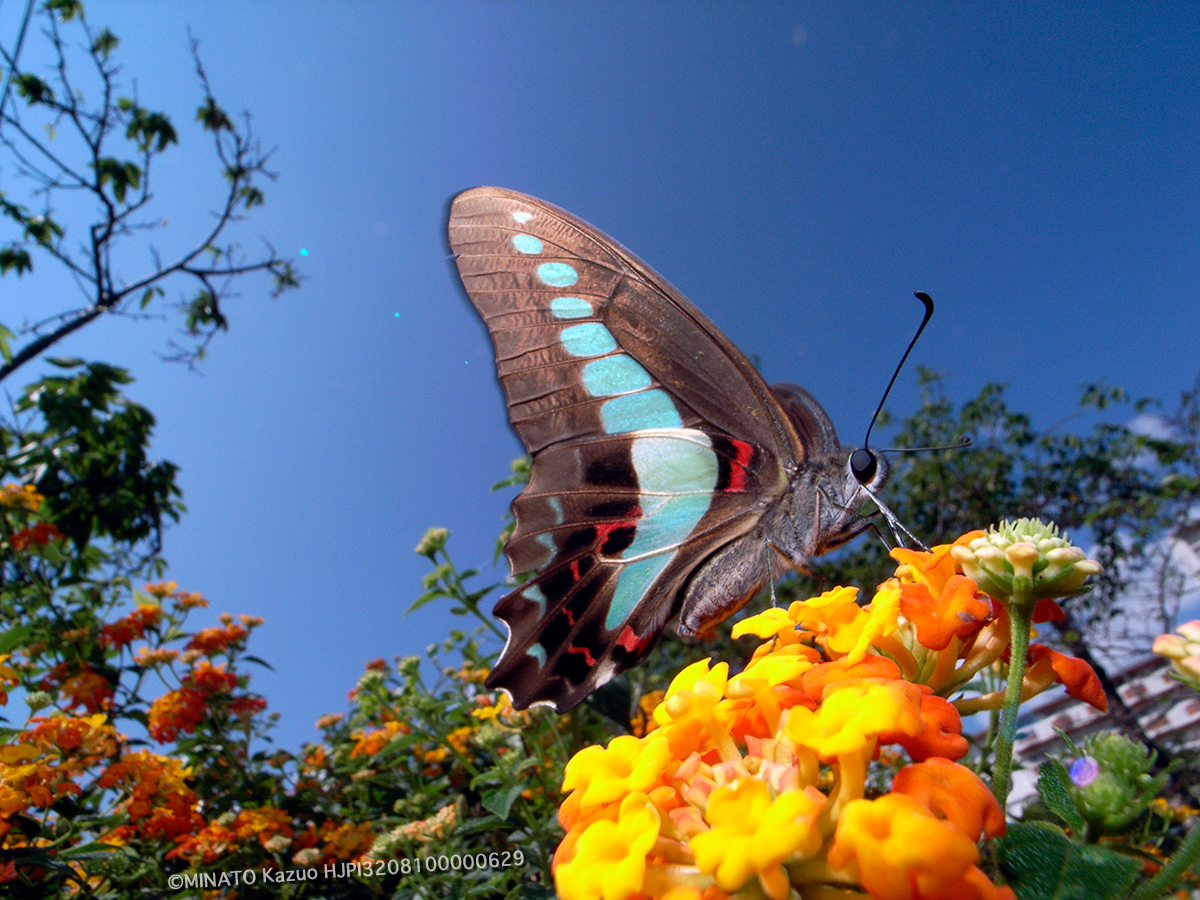 アオスジアゲハ(2005年撮影)