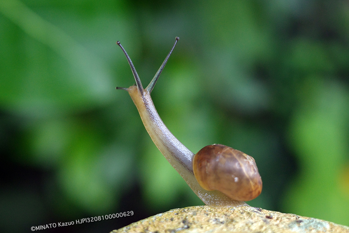 ウスカワマイマイ(2019年撮影)