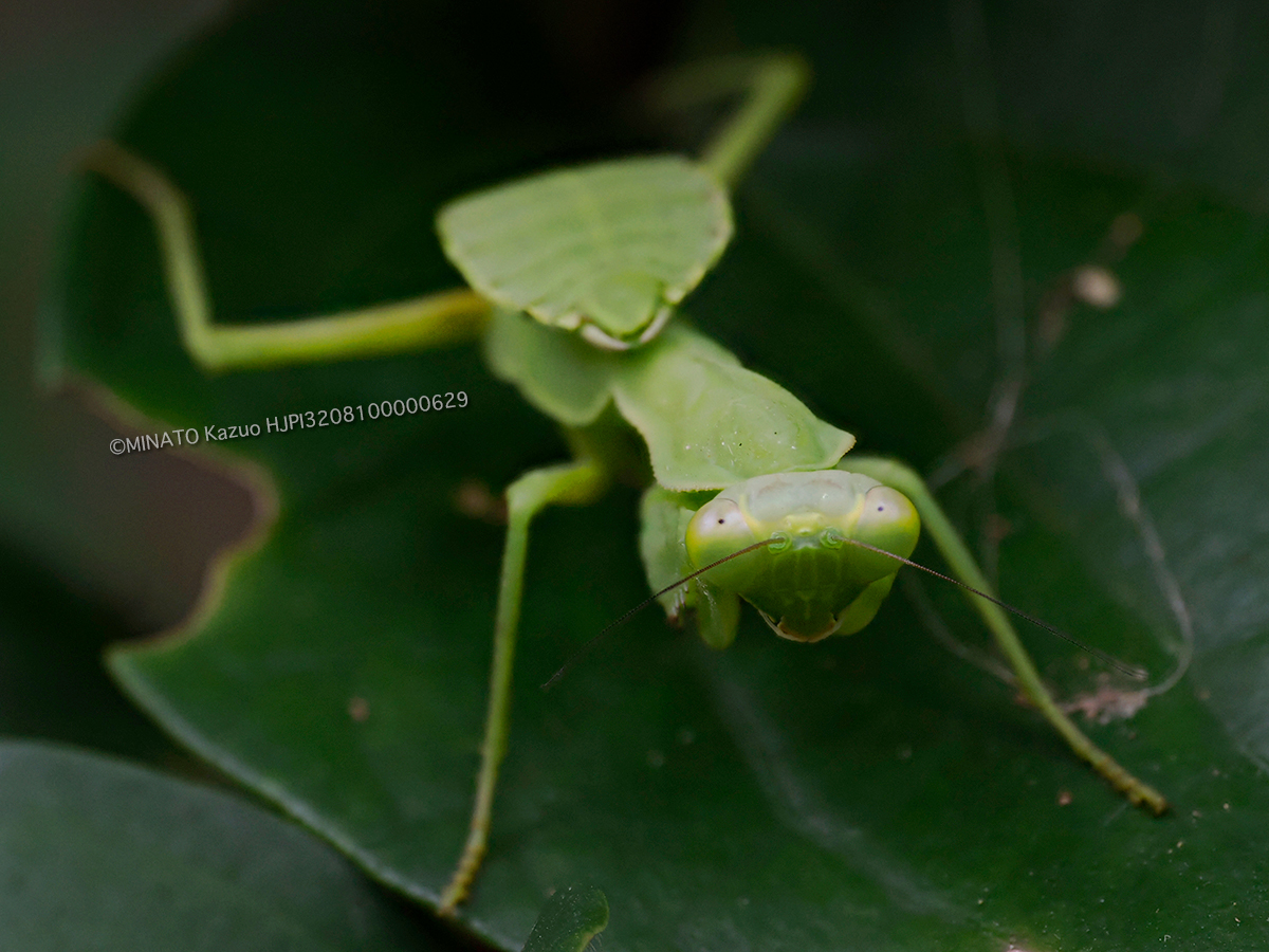 ハラビロカマキリ幼虫