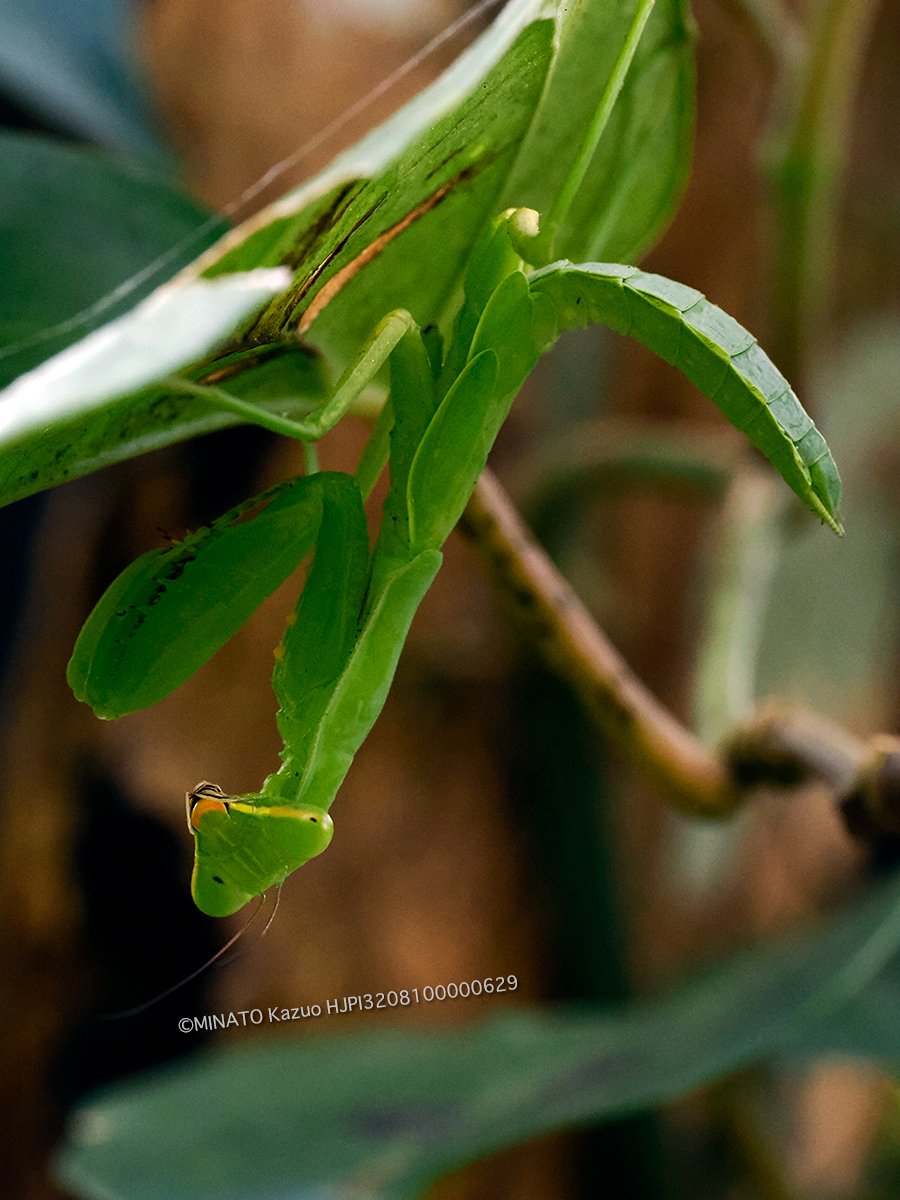 ハラビロカマキリ幼虫