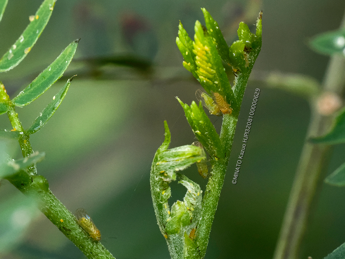 ギンネムキジラミ
