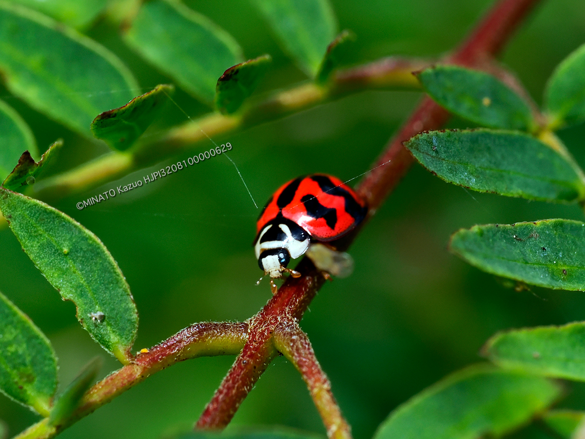 ダンダラテントウ