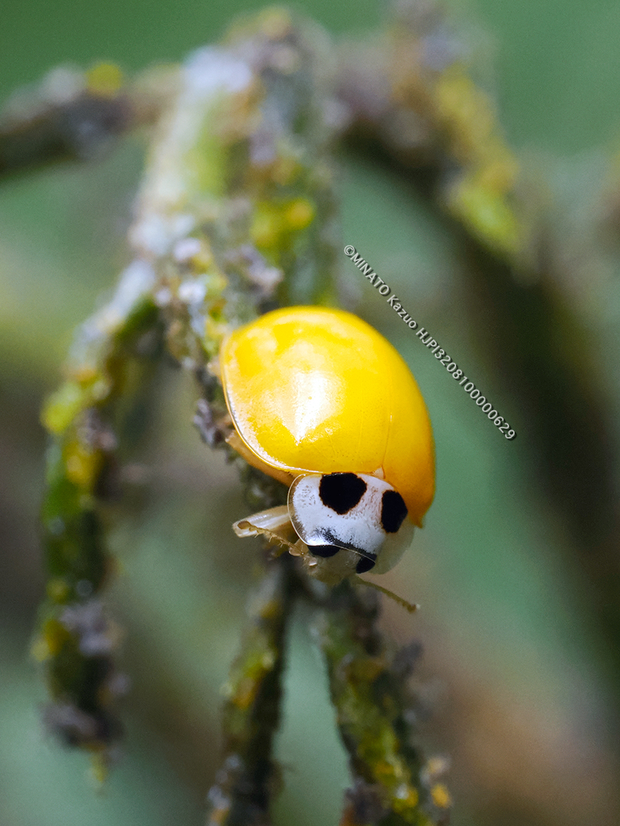 キイロテントウ
