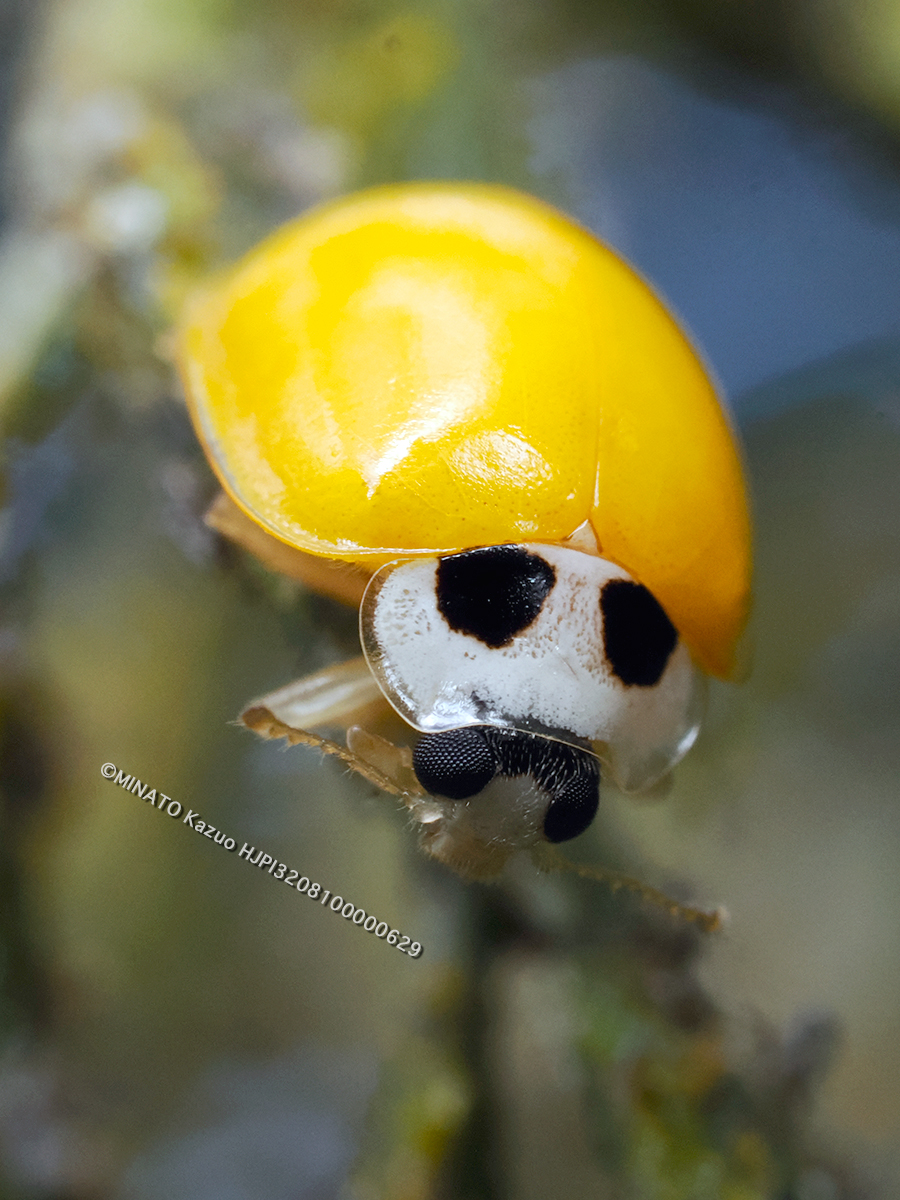 キイロテントウ